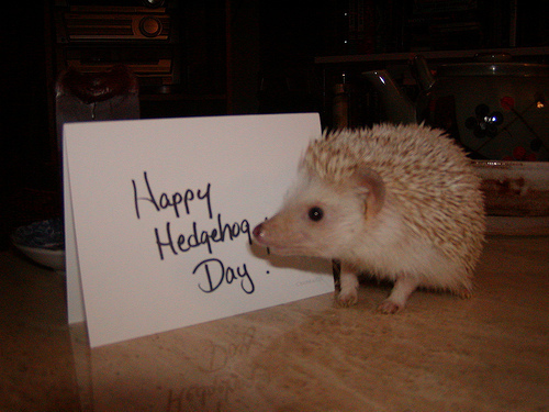Happy Hedgehog Day!